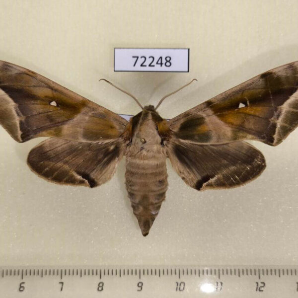 Sphingidae Parum colligata f Thailand