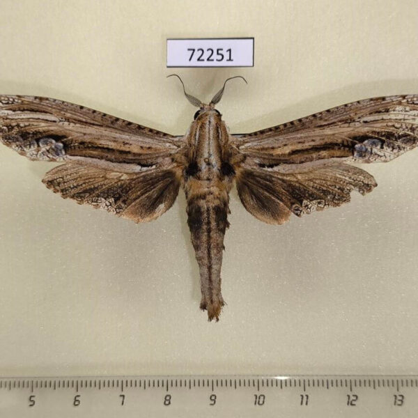 Cossidae Duomitus ceramicus Thailand