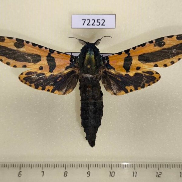 Cossidae Xyleutes minea Thailand