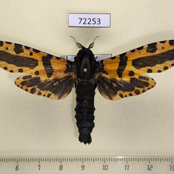 Cossidae Xyleutes minea Thailand