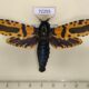 72255p Cossidae Xyleutes minea Thailand $25