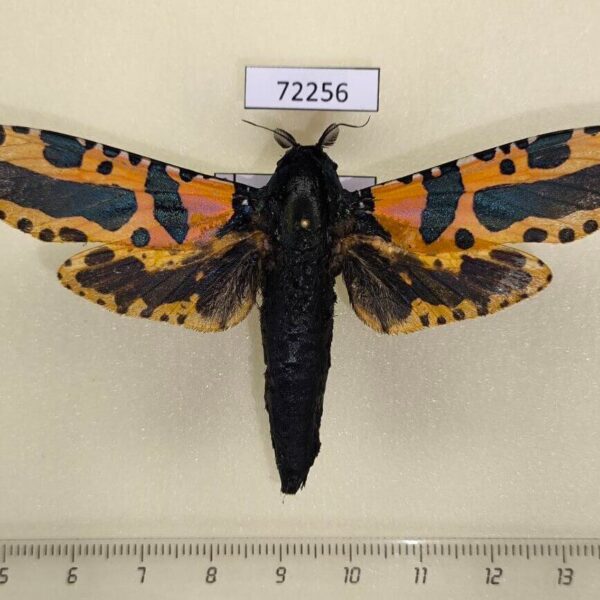 Cossidae Xyleutes minea Thailand