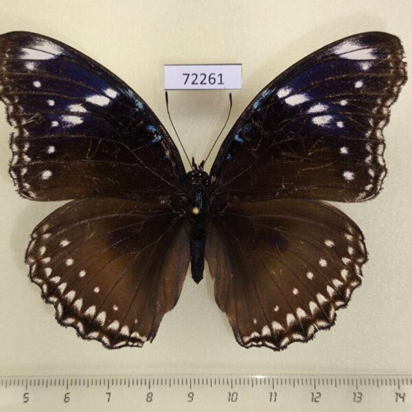 Nymphalidae Hypolimnas bolina jacintha f Thailand