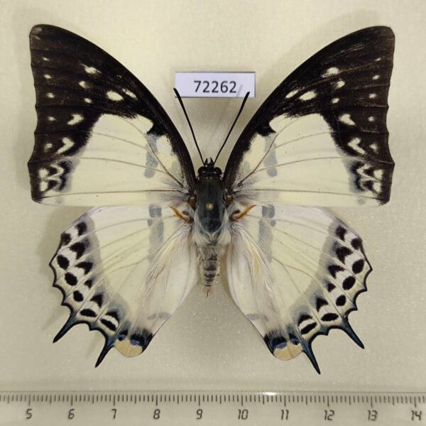 Nymphalidae Polyura nepenthes nepenthes f Thailand