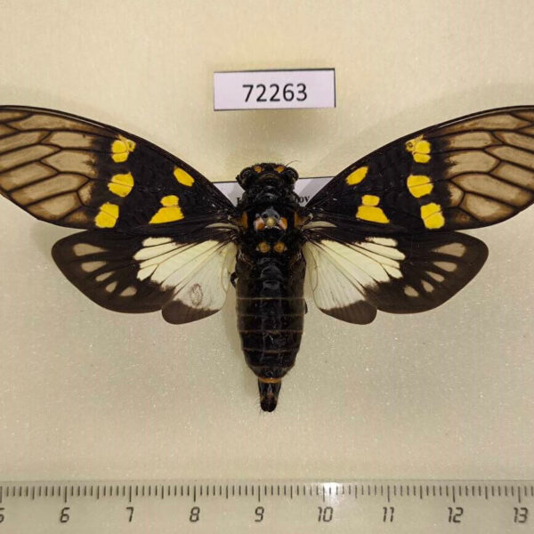 Cicadidae Gaeana maculata Vietnam