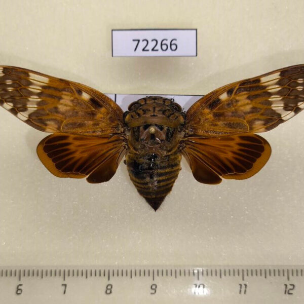 Cicadidae Platypleurini sp. Vietnam