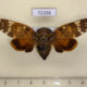 72266p Cicadidae Platypleurini sp. Vietnam $18