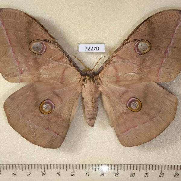 Saturniidae Antheraea frithi f Thailand