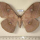 72270p Saturniidae Antheraea frithi f Thailand $18