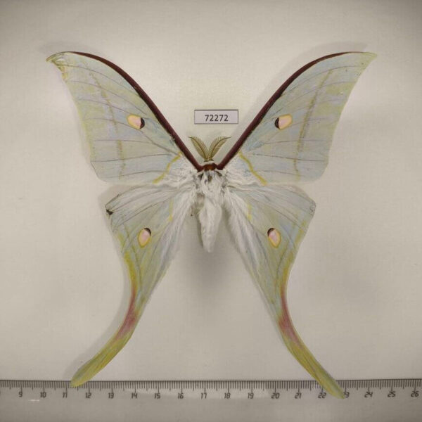 Saturniidae Actias selene Thailand