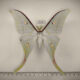 72272p Saturniidae Actias selene Thailand $15