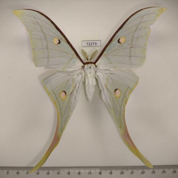 Saturniidae Actias selene Thailand