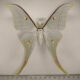 72273p Saturniidae Actias selene Thailand $10