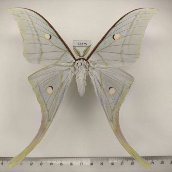 Saturniidae Actias selene Thailand