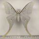 72275p Saturniidae Actias selene Thailand $15