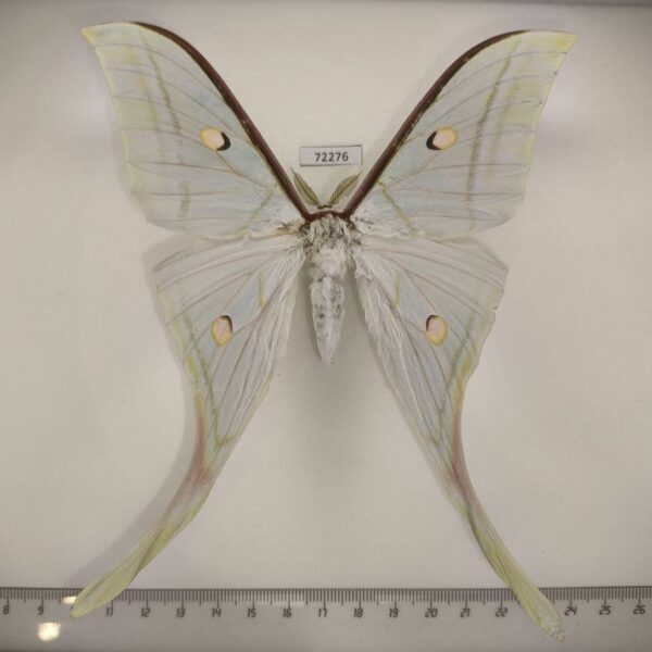 Saturniidae Actias selene Thailand