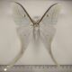 72276p Saturniidae Actias selene Thailand $25