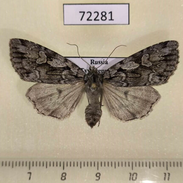 Noctuidae Xestia fennica Tyva rep.