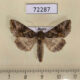 72287p Noctuidae Autographa buraetica Tyva rep. $4