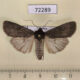 72289p Noctuidae Actebia confinis Tyva rep. $15
