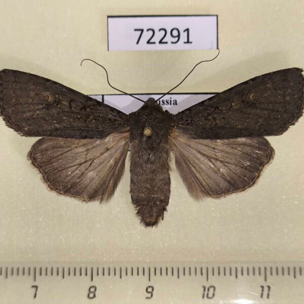 Noctuidae Euxoa sibirica f Tyva rep.
