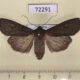 72291p Noctuidae Euxoa sibirica f Tyva rep. $15