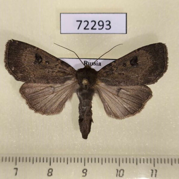 Noctuidae Graphiphora augur Khakassia rep.