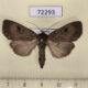 72293p Noctuidae Graphiphora augur Khakassia rep. $15