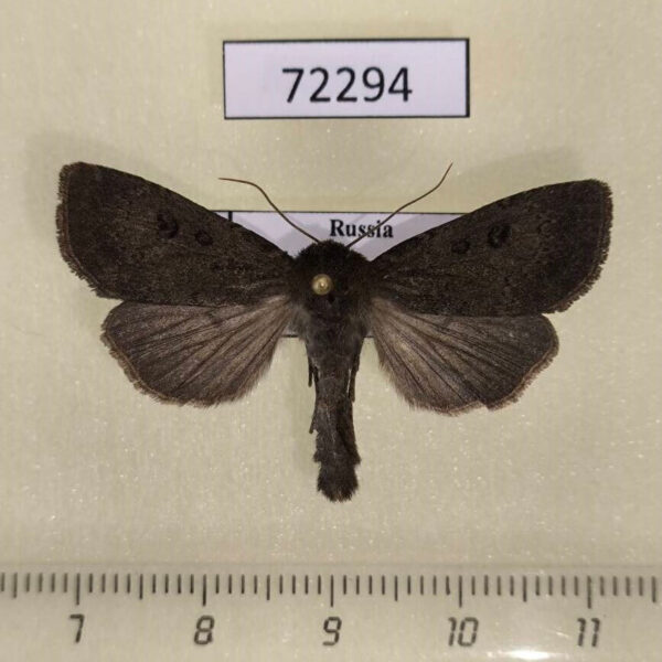 Noctuidae Graphiphora augur Khakassia rep.