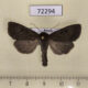 72294p Noctuidae Graphiphora augur Khakassia rep. $12