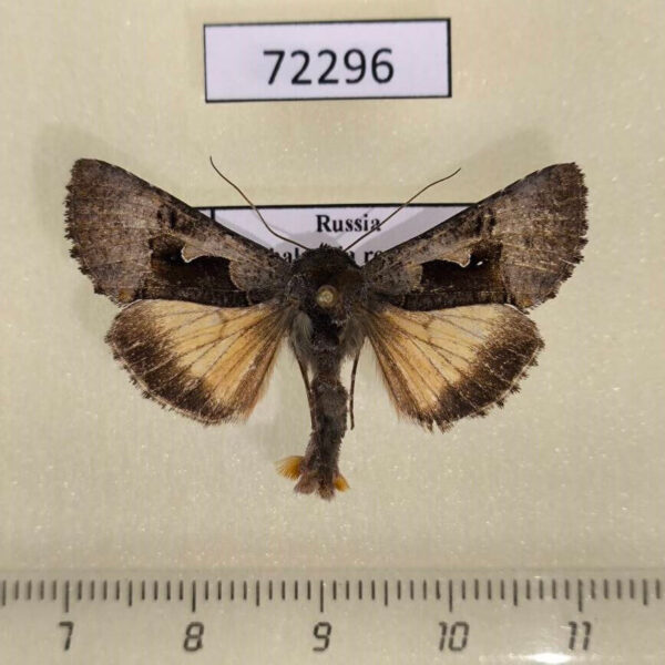 Noctuidae Syngrapha diasema Khakassia rep.