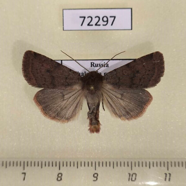 Noctuidae Paradiarsia sobrina Khakassia rep.