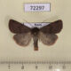 72297p Noctuidae Paradiarsia sobrina Khakassia rep. $8