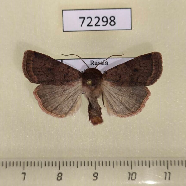 Noctuidae Paradiarsia sobrina Khakassia rep.