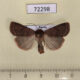 72298p Noctuidae Paradiarsia sobrina Khakassia rep. $8