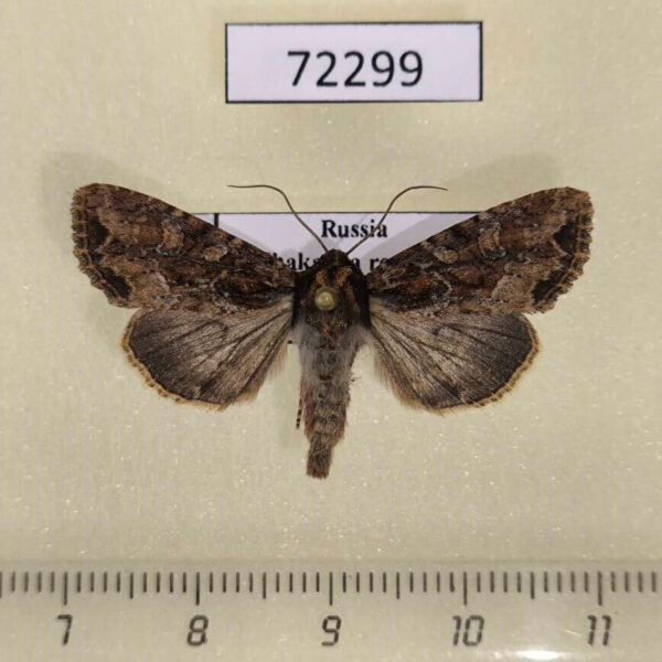 Noctuidae Apamea remissa Khakassia rep.