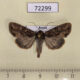 72299p Noctuidae Apamea remissa Khakassia rep. $5