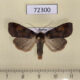 72300p Noctuidae Diarsia brunnea Khakassia rep. $6