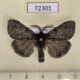 72301p Lymantridae Dicallomera fascelina Khakassia rep. $6
