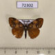 72302p Lymantridae Orgyia antqua Tyva rep. $3