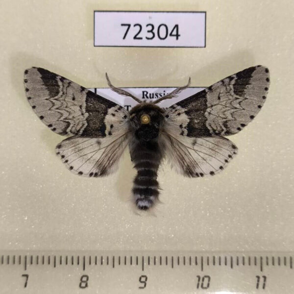 Notodontiidae Furcula bicuspis Tyva rep.