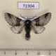 72304p Notodontiidae Furcula bicuspis Tyva rep. $5