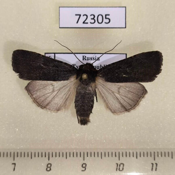 Noctuidae Euxoa nigricans Tyva rep.