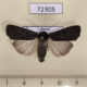 72305p Noctuidae Euxoa nigricans Tyva rep. $5