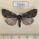 72311p Noctuidae Xestia speciosa arctica Tyva rep. $15