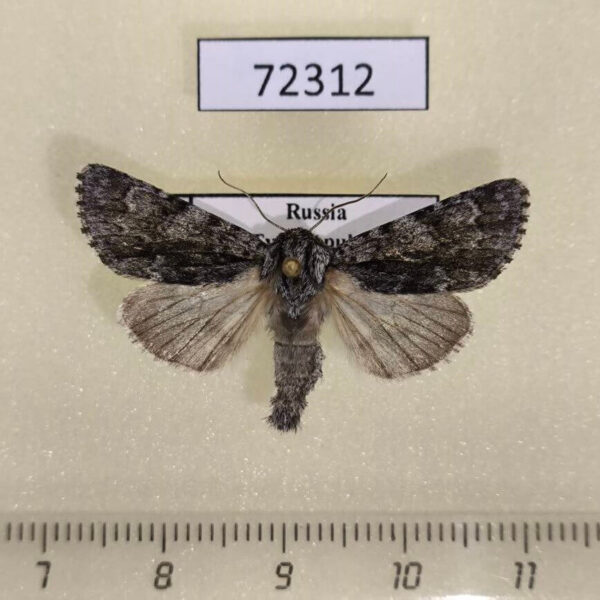 Noctuidae Acronicta auricoma Tyva rep.