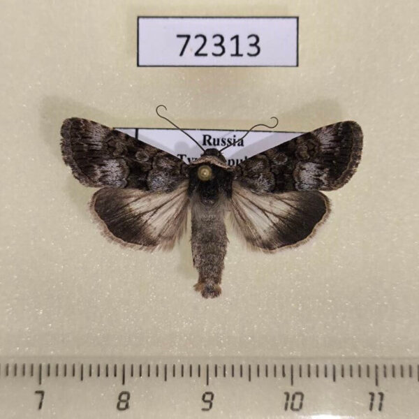 Noctuidae Oncocnemis campicola Tyva rep.