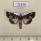 72313p Noctuidae Oncocnemis campicola Tyva rep. $7