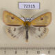 72315p Arctiidae Diacrisia sannio Khakassia rep. $3