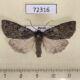 72316p Noctuidae Xestia albuncula Khakassia rep. $10